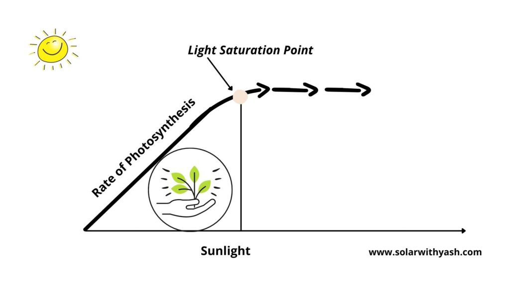 Light saturation point is a maximum point beyond which any increase in the sunlight does not affect the rate of photosynthesis.