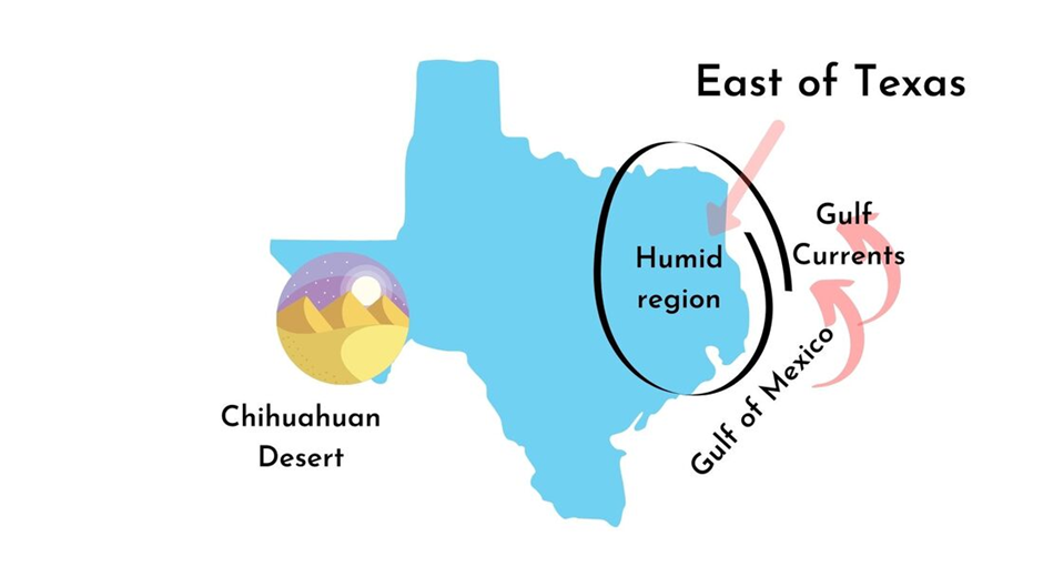The eastern region of Texas has a humid climate