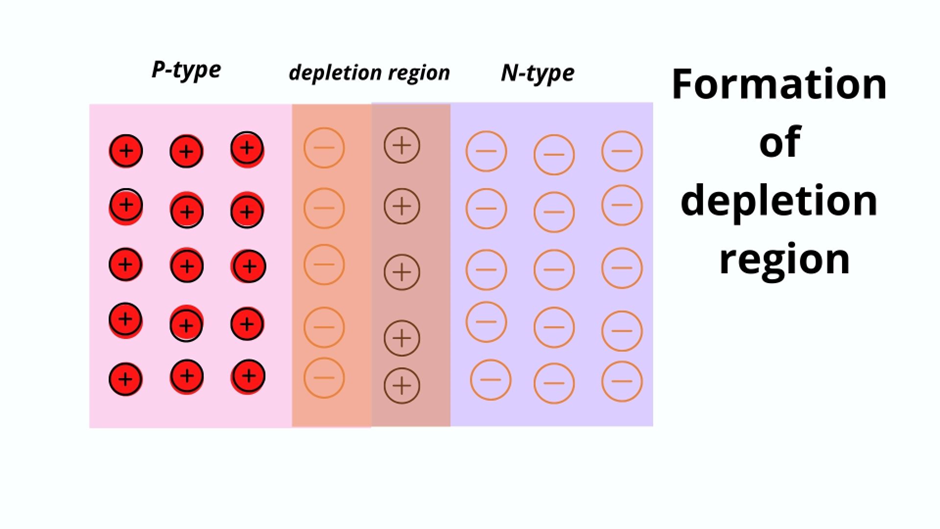 Formation of the depletion region in the cell.