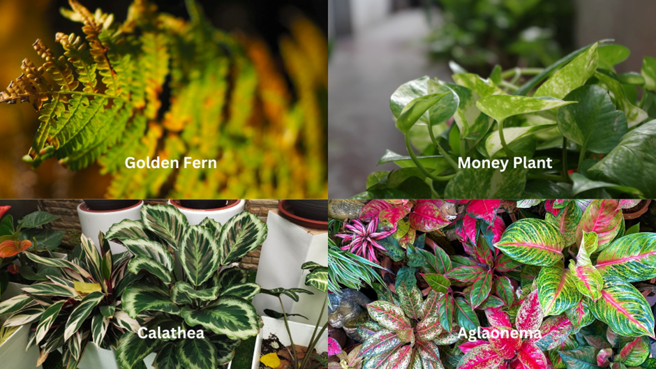 Plants that grow under the shade.